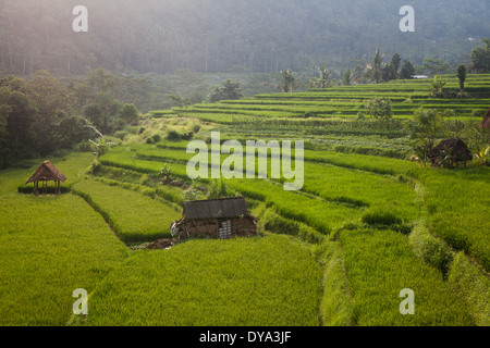 Les champs de riz dans la région de Sidemen, Karangasem Regency, Bali, Indonésie Banque D'Images