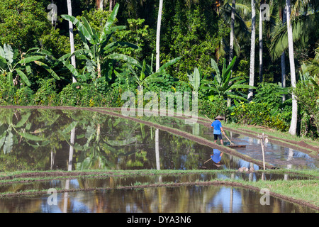 L'homme travaillant sur les rizières dans la région d'Antosari et Belimbing (probablement plus près de Antosari), Bali, Indonésie Banque D'Images