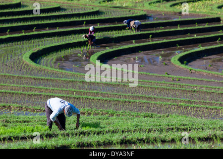 Des gens qui travaillent sur les champs de riz dans la région de Antosari et Belimbing (probablement plus près de Antosari), Bali, Indonésie Banque D'Images