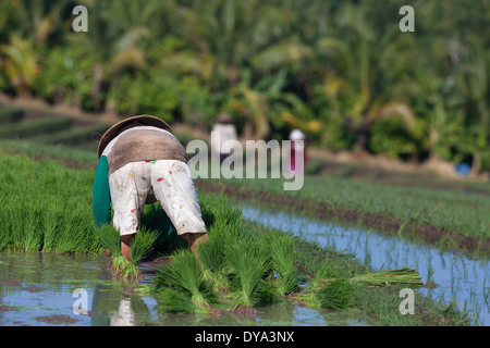 Femme Le repiquage du riz sur le champ de riz dans la région de Antosari et Belimbing (probablement plus près de Antosari), Bali, Indonésie Banque D'Images