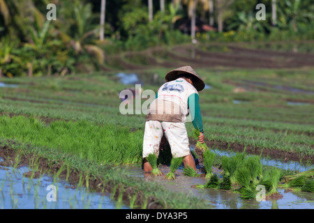 Femme Le repiquage du riz sur le champ de riz dans la région de Antosari et Belimbing (probablement plus près de Antosari), Bali, Indonésie Banque D'Images