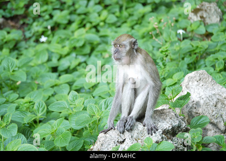 Portrait d'une femme parmi les buissons de singe Banque D'Images