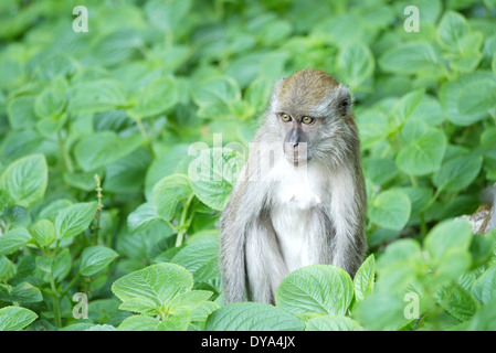 Portrait d'une femme parmi les buissons de singe Banque D'Images