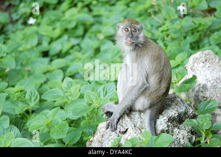 Portrait d'une femme parmi les buissons de singe Banque D'Images