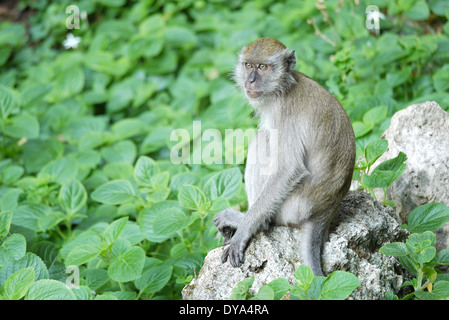 Portrait d'une femme parmi les buissons de singe Banque D'Images