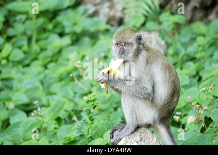 Portrait d'une femme parmi les buissons de singe Banque D'Images