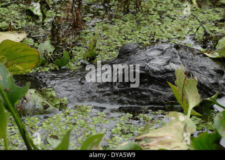 Alligator Alligator mississippiensis oeil Yeux Everglades National Park alligator du Mississipi close-up une faune reptile nager Banque D'Images