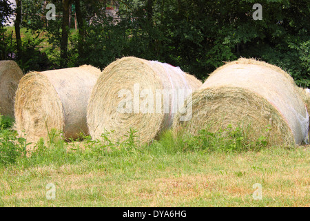 Bottes de foin sur un fond d'herbe verte Banque D'Images