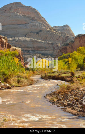 Amérique du Nord, l'Utah, du Plateau du Colorado, du sud, cottonwood, feuillage, paysage, nature, pas de gens, Capitol Reef National Park, Banque D'Images