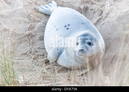 Bebe Phoque Dans Le Sable Sur La Plage Phoque Blanc Poilu Fluffy Photo Stock Alamy