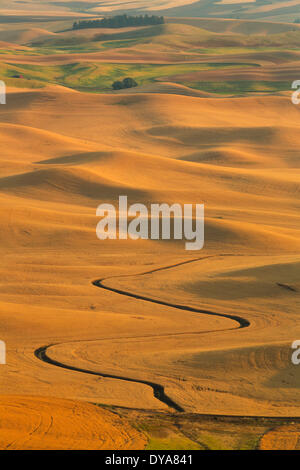 Les récoltes des cultures d'été du blé WA Washington USA Amérique États-unis golden harvest agriculture agriculture ferme Palouse au coucher du soleil Banque D'Images