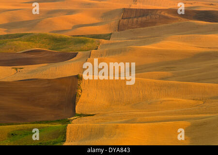 Les récoltes des cultures d'été du blé WA Washington USA Amérique États-unis golden harvest agriculture agriculture ferme Palouse au coucher du soleil Banque D'Images