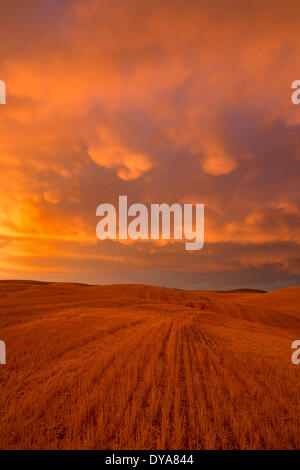 Les nuages Mammatus coucher du soleil orageux ciel tempête récolte du blé Agriculture Palouse ferme agriculture WA Washington USA America United Sta Banque D'Images