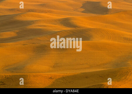 Les récoltes des cultures d'été du blé WA Washington USA Amérique États-unis golden harvest agriculture agriculture ferme Palouse au coucher du soleil Banque D'Images