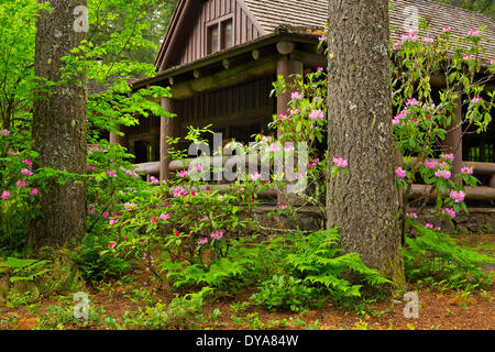 Rhododendrons rhododendrons Silver Falls State Park ou de l'Oregon USA Amérique États-unis South Falls Lodge bâtiment structure ca Banque D'Images