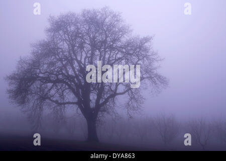 Chêne chêne brouillard arbor orchard Cherry Orchard Cerisiers Cerisiers moody sombre sombre brouillard humide brouillard brumeux visibilité O Banque D'Images