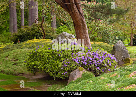 Jardin japonais jardin de printemps Bloedel Reserve Bainbridge Island WA Washington USA America United States azalea bloom blooming Banque D'Images