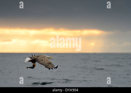 White-tailed eagle flying avec des poissons dans les griffes contre le coucher du soleil. Banque D'Images