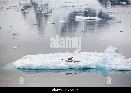 Les phoques crabiers sur la banquise dans la Baie Paradisiaque au large de la Terre de Graham sur la péninsule antarctique. Banque D'Images