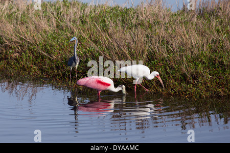 Aigrette rougeâtre à déjeuner Banque D'Images