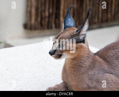 Lynx chat sauvage en Afrique du Sud Banque D'Images