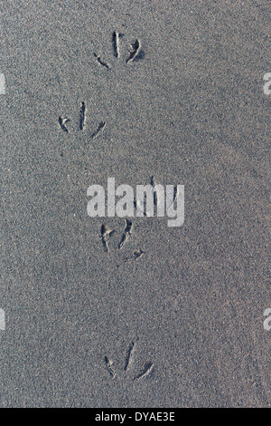 Comme la marée haute se retire, les oiseaux laissent des traces de pas dans le sable frais .lisse Banque D'Images