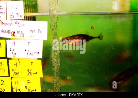 (140411) -- HELSINKI, 11 avril 2014 (Xinhua) -- une épinoche à trois épines nage dans l'aquarium laboratoire de l'Université de Helsinki, Finlande, le 10 avril 2014. Il est généralement estimé qu'il doit être la variation génétique pour l'évolution de se produire. Une recherche financée par l'Académie de Finlande essaie de savoir s'il existe des alternatives pour aller autour de la 'contraintes génétiques'. En Laponie finlandaise, il y a des populations de trois épines les épinoches (Gasterosteus aculeatus) qui manquent de variation génétique pour répondre à la sélection naturelle pour réduire l'armure osseuse de la manière habituelle. 400 échantillons ont été col Banque D'Images