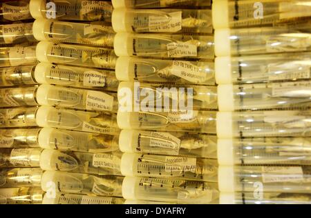 (140411) -- HELSINKI, 11 avril 2014 (Xinhua) -- des échantillons de l'épinoche à trois épines sont empilés dans l'aquarium laboratoire de l'Université de Helsinki, Finlande, le 10 avril 2014. Il est généralement estimé qu'il doit être la variation génétique pour l'évolution de se produire. Une recherche financée par l'Académie de Finlande essaie de savoir s'il existe des alternatives pour aller autour de la 'contraintes génétiques'. En Laponie finlandaise, il y a des populations de trois épines les épinoches (Gasterosteus aculeatus) qui manquent de variation génétique pour répondre à la sélection naturelle pour réduire l'armure osseuse de la manière habituelle. 400 s Banque D'Images