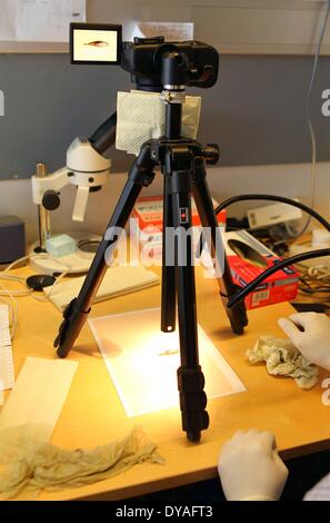 (140411) -- HELSINKI, 11 avril 2014 (Xinhua) -- Un chercheur prend la photo pour un exemple d'épinoche à trois épines dans l'aquarium laboratoire de l'Université de Helsinki, Finlande, le 10 avril 2014. Il est généralement estimé qu'il doit être la variation génétique pour l'évolution de se produire. Une recherche financée par l'Académie de Finlande essaie de savoir s'il existe des alternatives pour aller autour de la 'contraintes génétiques'. En Laponie finlandaise, il y a des populations de trois épines les épinoches (Gasterosteus aculeatus) qui manquent de variation génétique pour répondre à la sélection naturelle pour réduire l'armure osseuse dans l'usua Banque D'Images