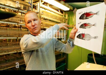 (140411) -- HELSINKI, 11 avril 2014 (Xinhua) -- Le Dr Tuomas Leinonen explique les différences observées sur l'échantillon d'épinoches à trois épines dans l'aquarium laboratoire de l'Université de Helsinki, Finlande, le 10 avril 2014. Il est généralement estimé qu'il doit être la variation génétique pour l'évolution de se produire. Une recherche financée par l'Académie de Finlande essaie de savoir s'il existe des alternatives pour aller autour de la 'contraintes génétiques'. En Laponie finlandaise, il y a des populations de trois épines les épinoches (Gasterosteus aculeatus) qui manquent de variation génétique pour répondre à la sélection naturelle pour red Banque D'Images