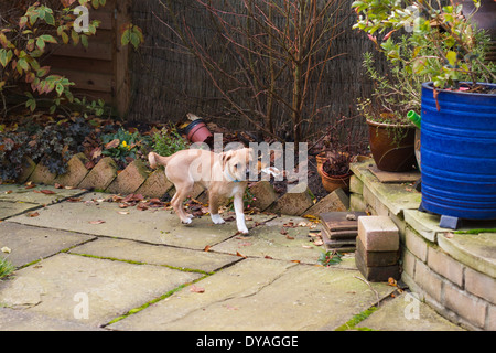 Puggle chien dans la région de jardin de banlieue Banque D'Images