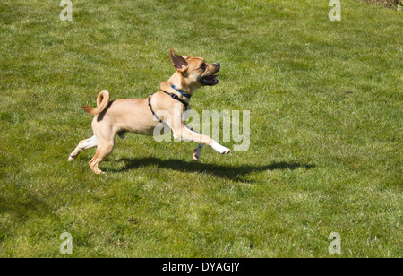 Puggle chien dans la région de jardin de banlieue Banque D'Images