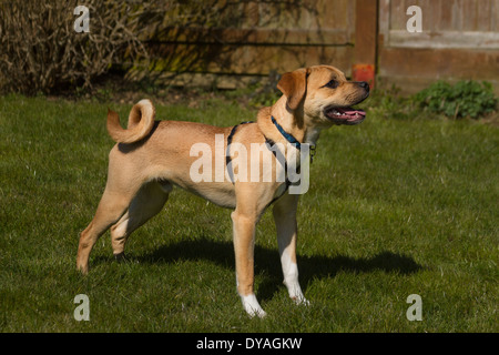 Puggle chien dans la région de jardin de banlieue Banque D'Images