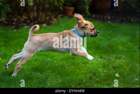 Puggle chien dans la région de jardin de banlieue Banque D'Images