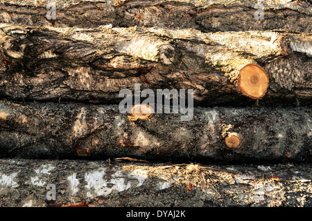 Pile de grumes de bouleau bois abattus, horizontal Banque D'Images