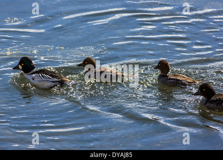 Islande, ou Whistler, avec de jeunes canards nageant dans Soda Butte Creek, Parc National de Yellowstone, Wyoming, USA Banque D'Images