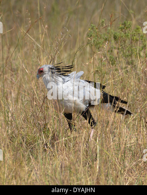 Secrétaire d'un oiseau dans le parc national de Masai Mara, Kenya, Afrique Banque D'Images