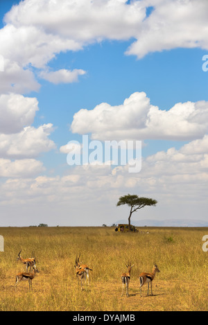 Un 4x4 voiture sous un acacia dans la savane du Masai Mara, Kenya, Afrique Banque D'Images