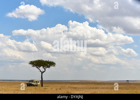 Un 4x4 voiture sous un acacia dans la savane du Masai Mara, Kenya, Afrique Banque D'Images