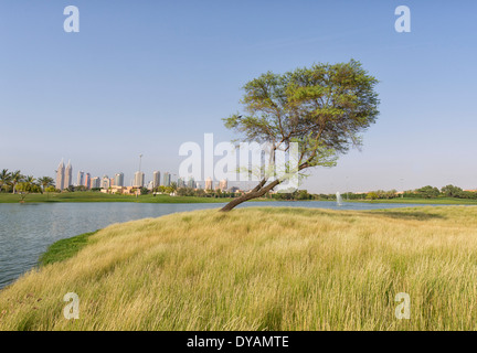 Image de l'arbre isolé au Emirates Golf Club à DUBAÏ, ÉMIRATS ARABES UNIS Banque D'Images