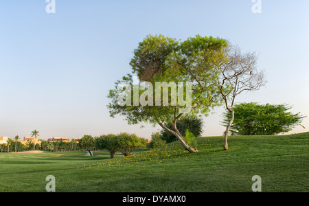 Image de l'arbre isolé au Emirates Golf Club à DUBAÏ, ÉMIRATS ARABES UNIS Banque D'Images