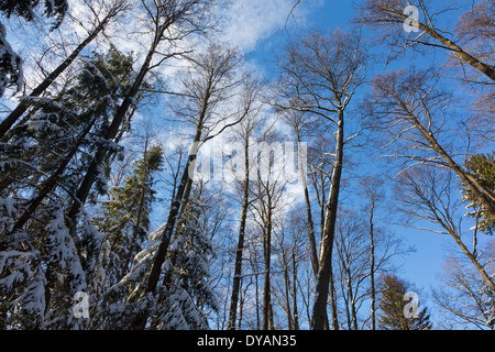 Les cimes de l'Aulne enveloppé de neige sur fond de ciel bleu avec quelques nuages Banque D'Images