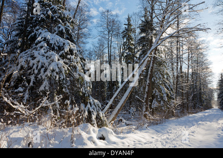 Après les chutes de neige en peuplement feuillu matin avec de la neige et de l'épinette enveloppé d'aulnes principalement par route de terre Banque D'Images