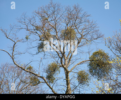 Bouquets de gui, Viscum album, grandissant dans l'arbre sur fond de ciel bleu, Suffolk, Angleterre Banque D'Images