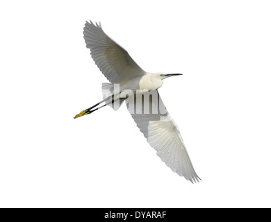 Aigrette garzette Egretta garzetta Banque D'Images