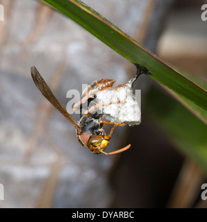 Paper-Nest (Guêpe Polistes variabilis) au nid, New South Wales, Australie Banque D'Images