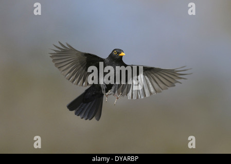 Blackbird Turdus merula - Mâle Banque D'Images