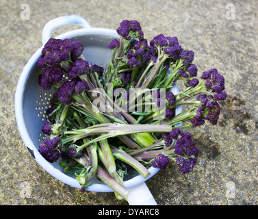 Rincé le brocoli violet éclatant dans une passoire en émail Banque D'Images