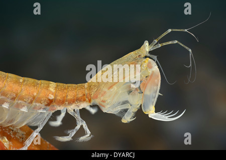 Crevettes Mantis - Rissoides desmaresti Banque D'Images