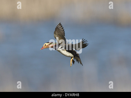 Canard mandarin - Aix galericulata - mâle en vol. Banque D'Images